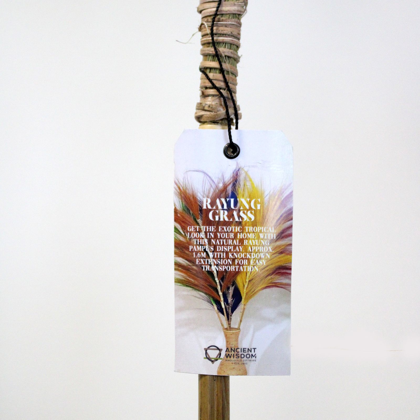 Rayung Grass Pampas Display Natural 1.6m - Image 4